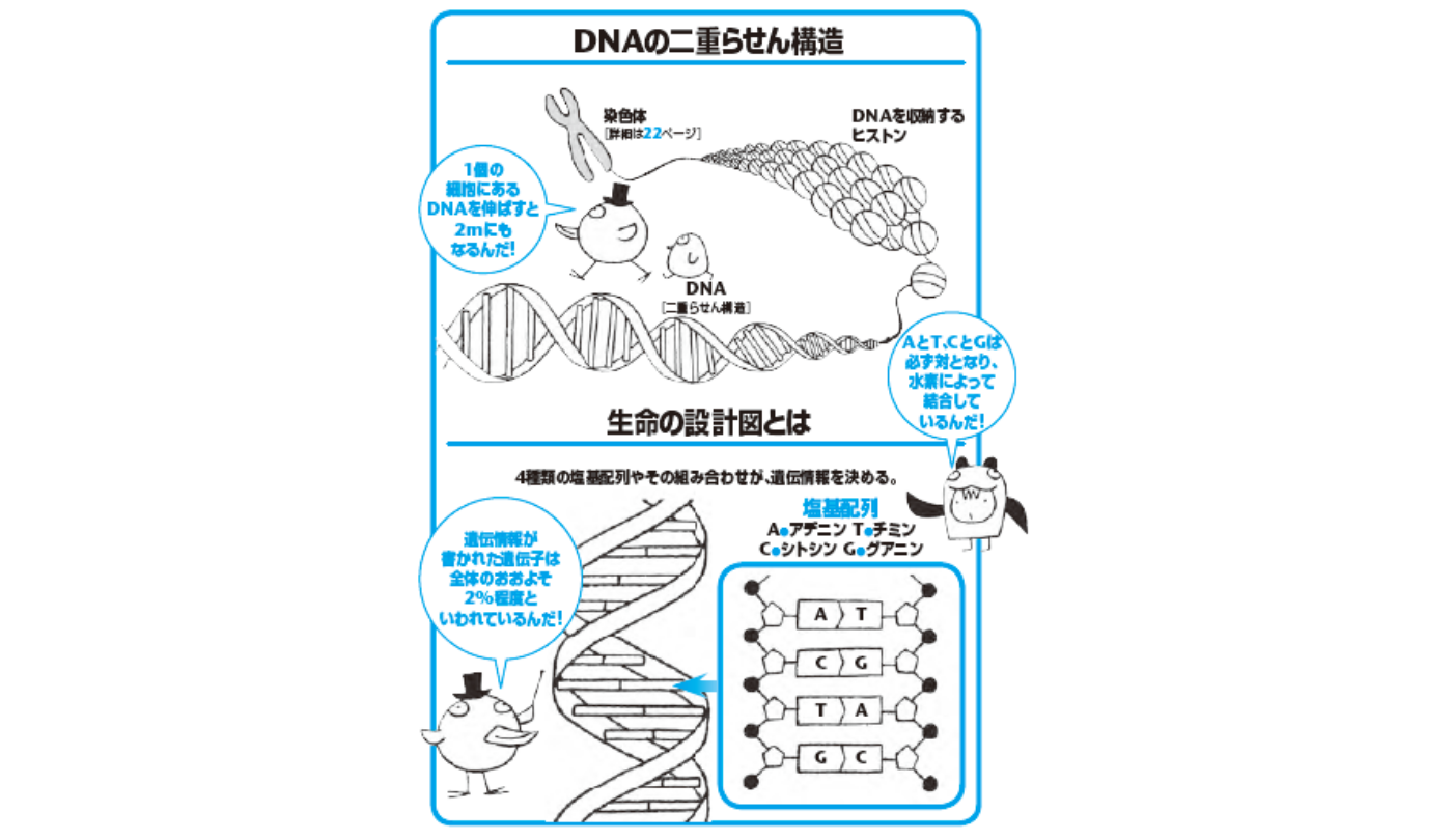 生命の設計図といわれるdnaの重要なルールとは 病理学の話