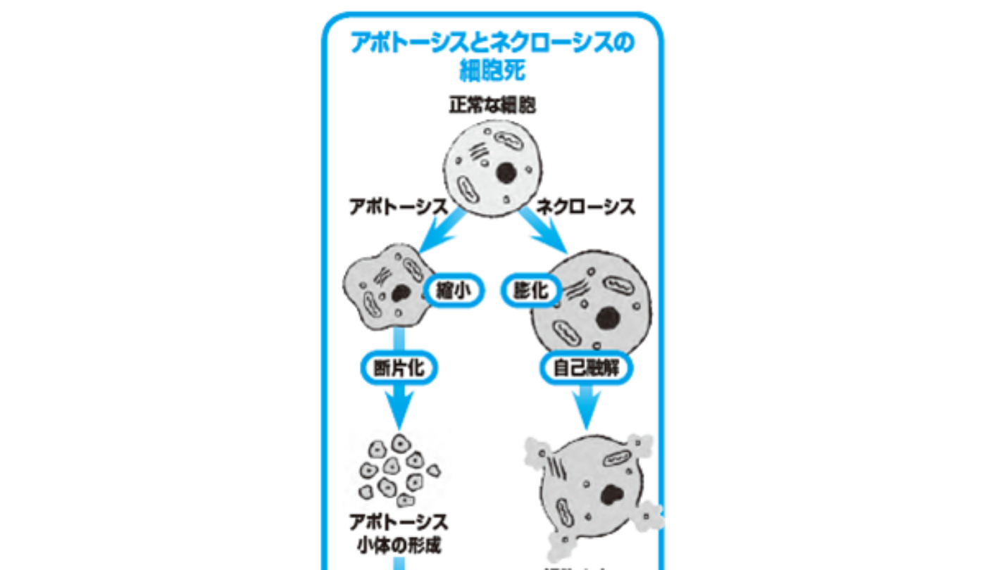 細胞には二通りの死に方がある 病理学の話