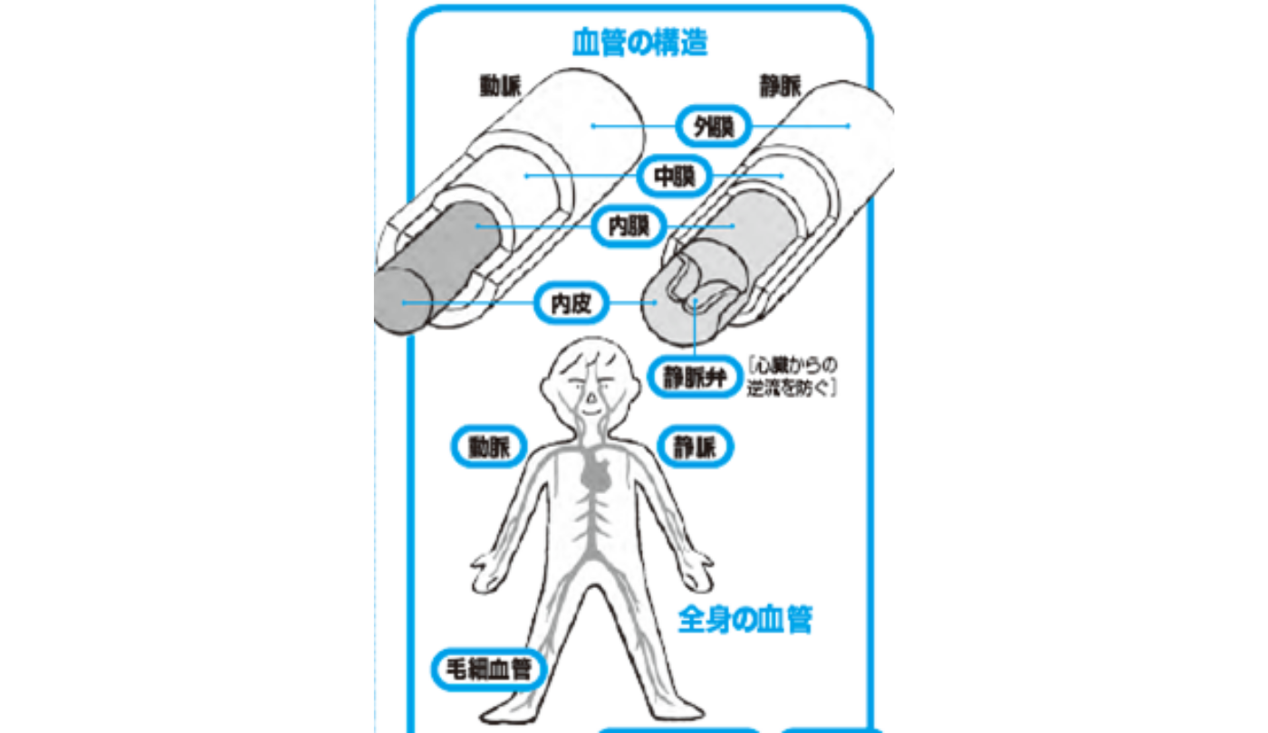 知っておきたいカラダの知識 血管の役割って何 病理学の話