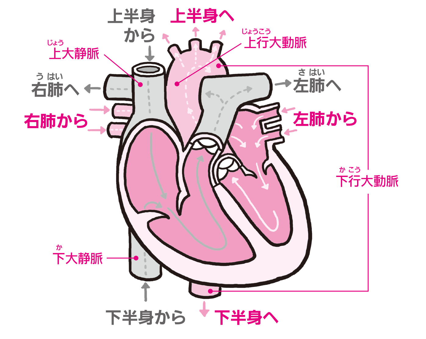 拍動は左胸に感じるから 心臓があるのも左胸 解剖学の話