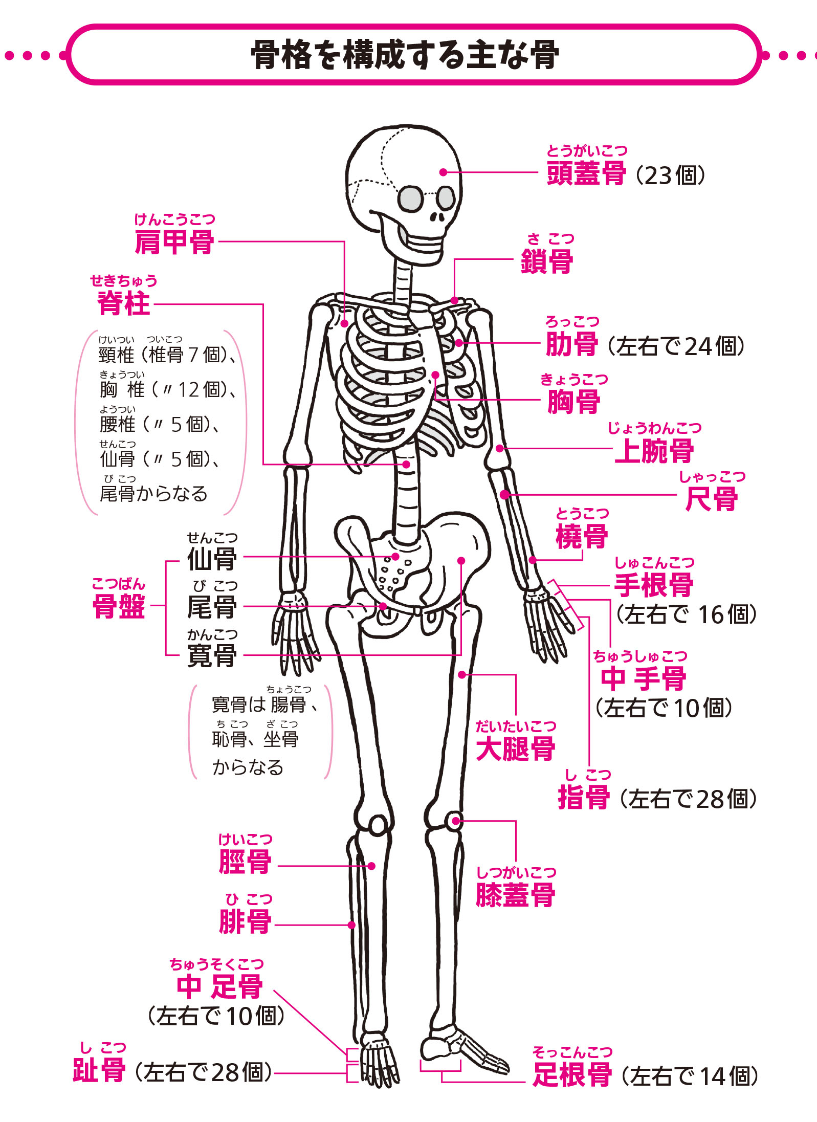 ヒトの骨は 全部で何個あるの 解剖学の話