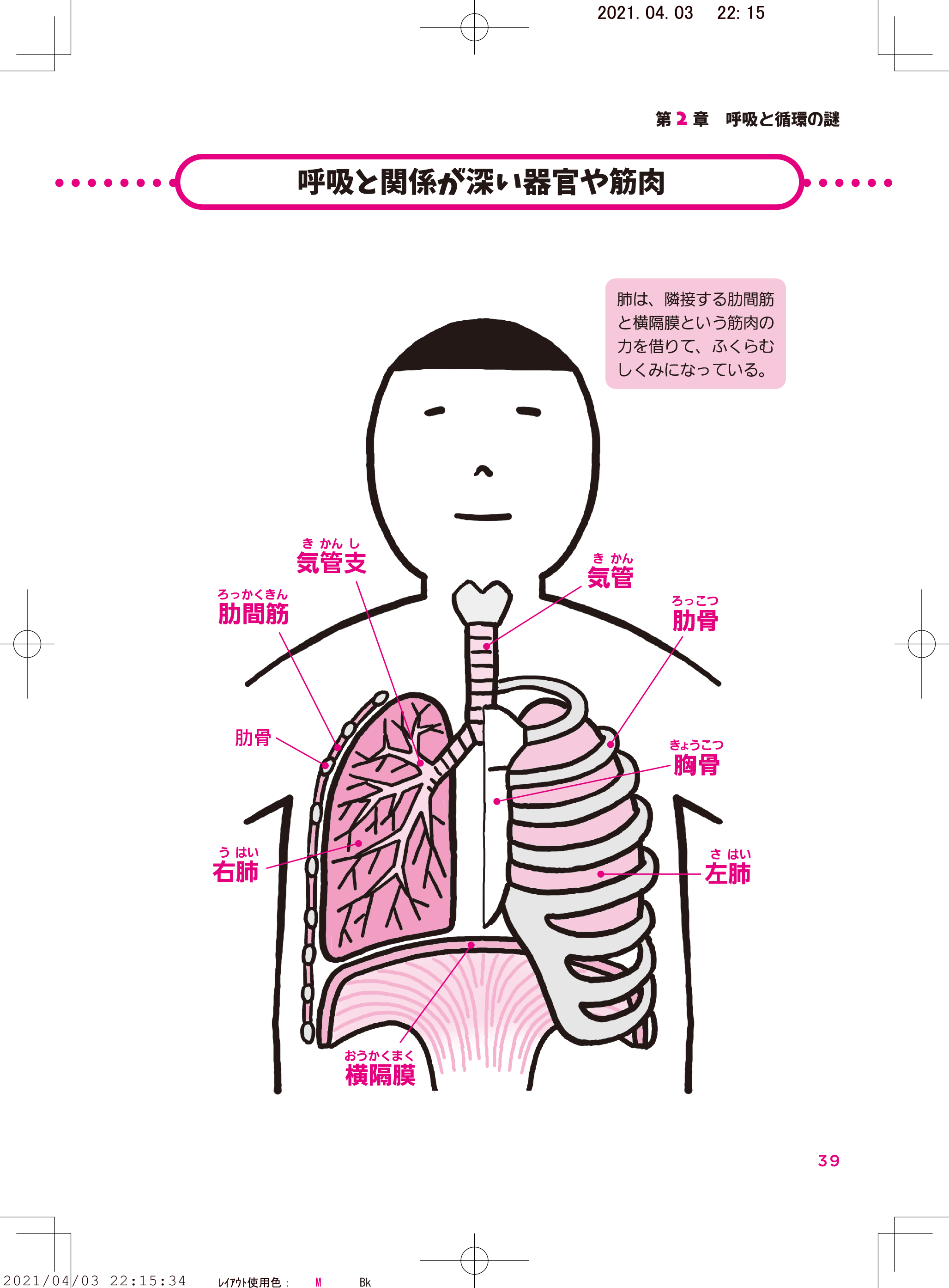 肺には みずからふくらむ力がないの 解剖学の話
