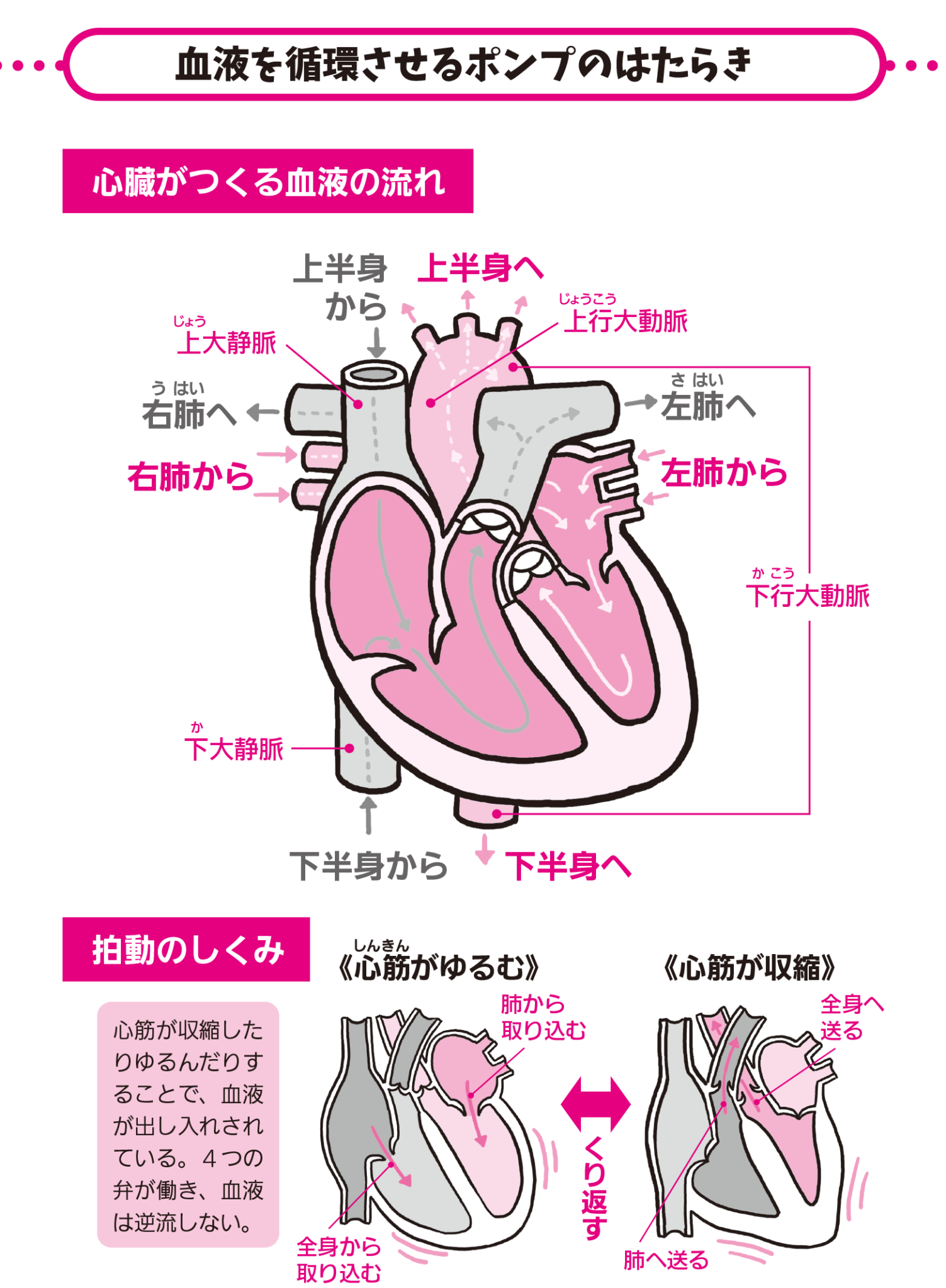 心臓は1日に何回くらい動いているの？【解剖学の話】 | ラブすぽ