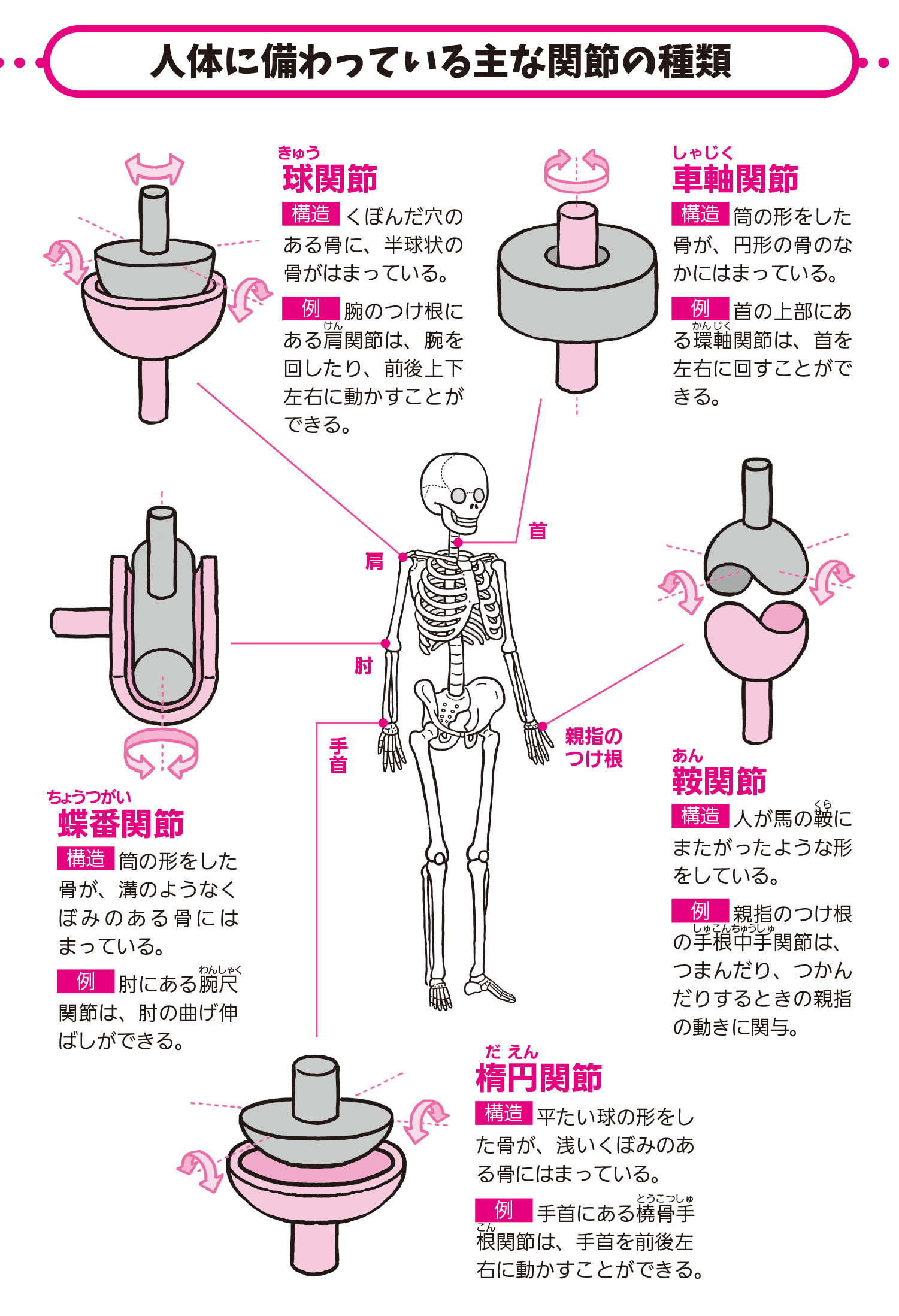 人体には、 いくつ関節があるの？【解剖学の話】