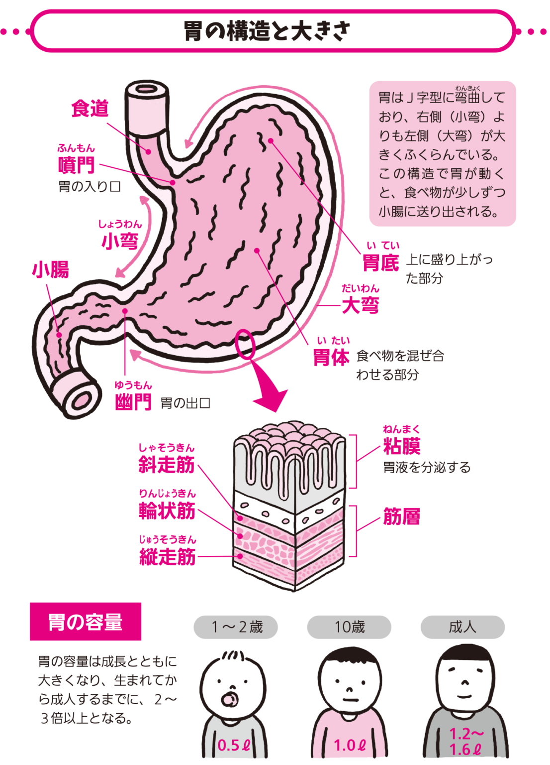 胃には、どれくらいの量を入れられるの？【解剖学の話】 | ラブすぽ