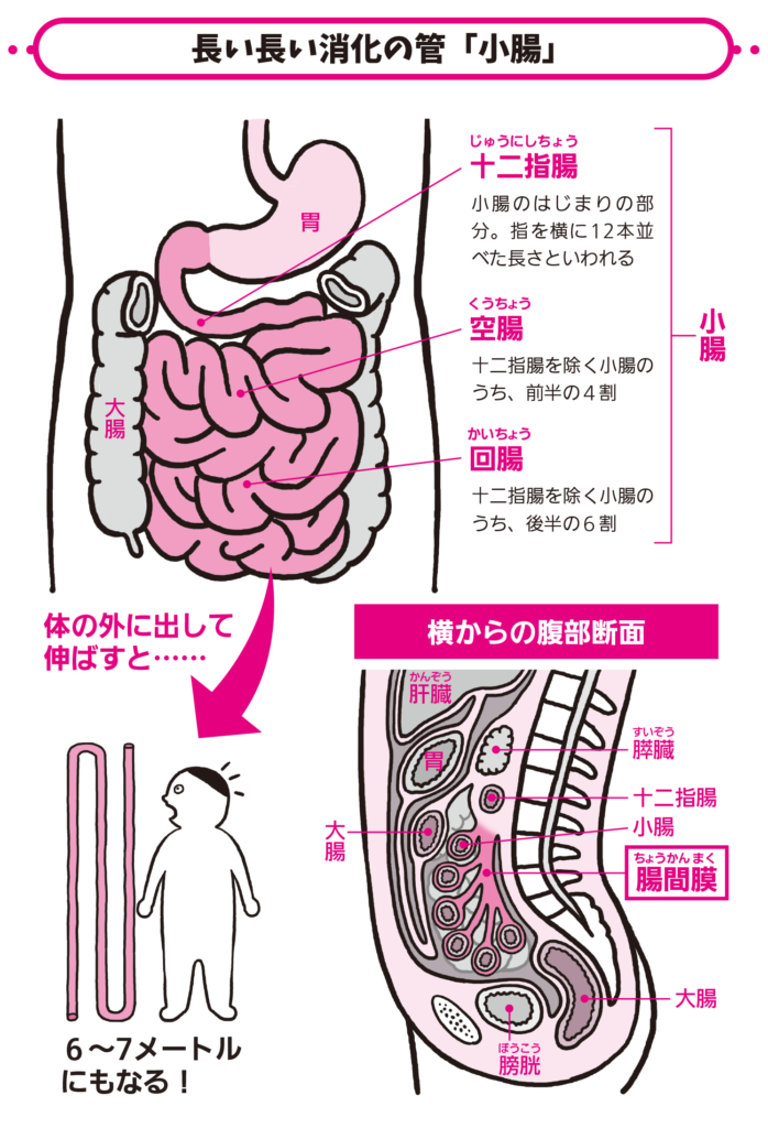 小腸の長さって、 どれくらいあるの？【解剖学の話】 ラブすぽ