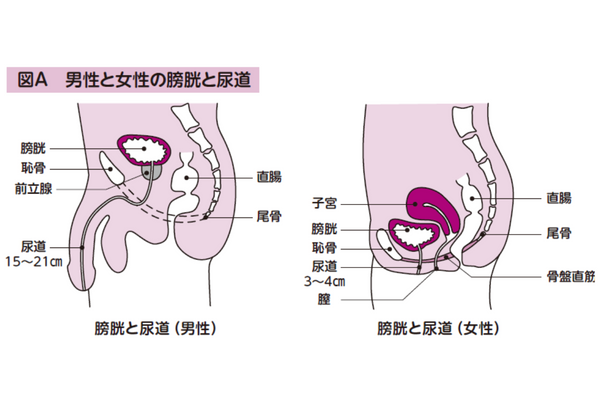 男性と女性の膀胱と尿道