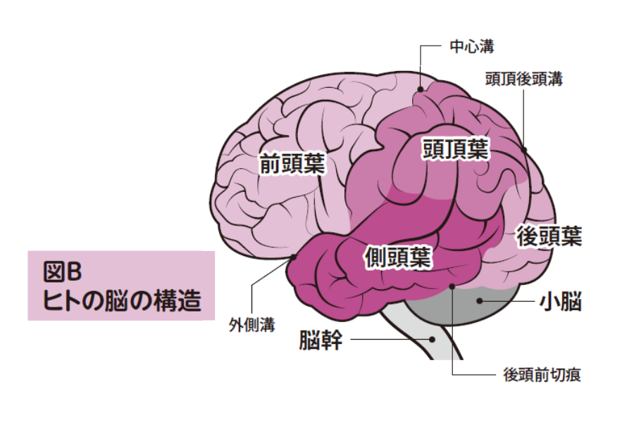 ヒトの脳の構造