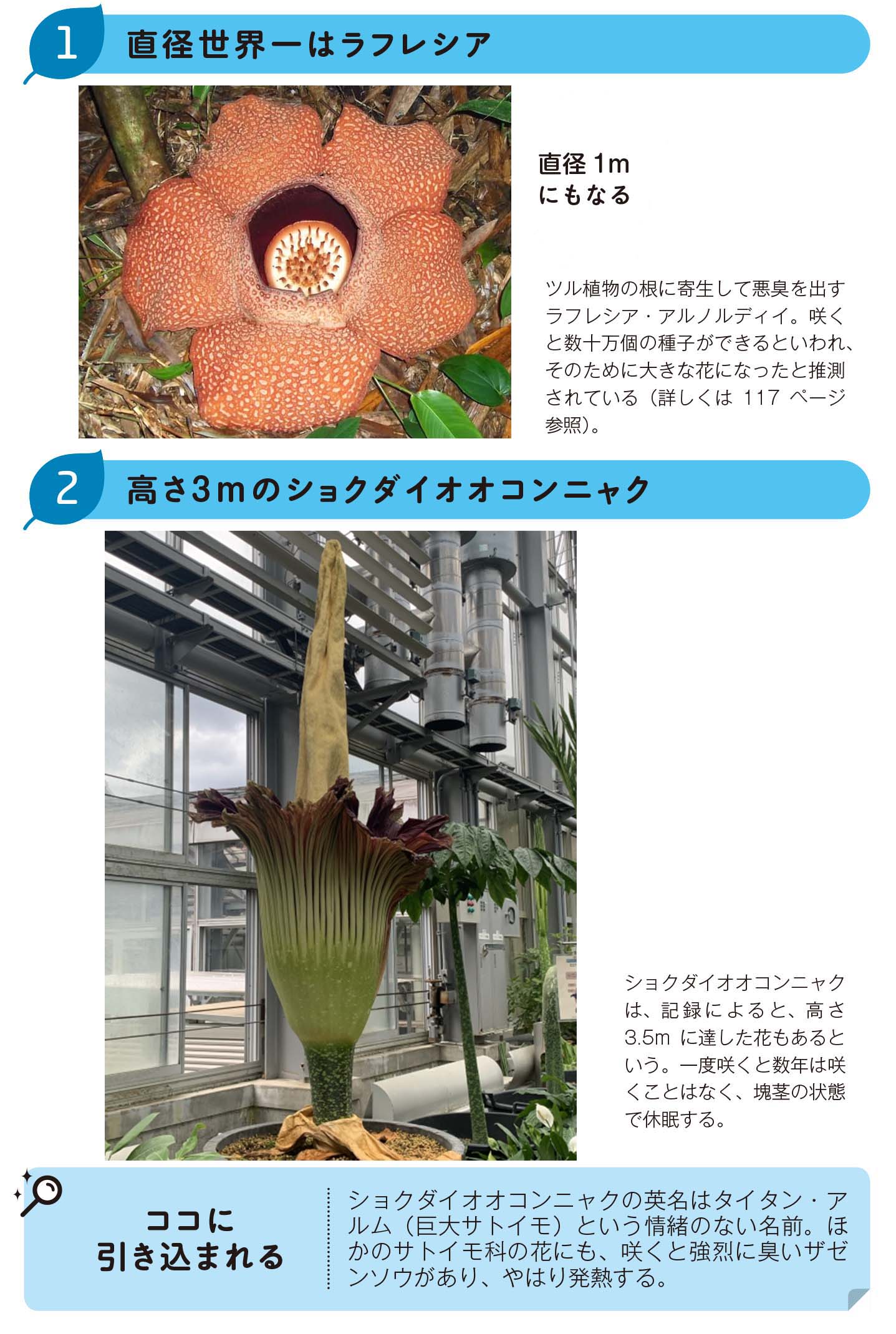 直径世界一のラフレシア/高さ3mのショクダイオオコンニャク【眠れなくなるほど面白い　図解　植物の話】