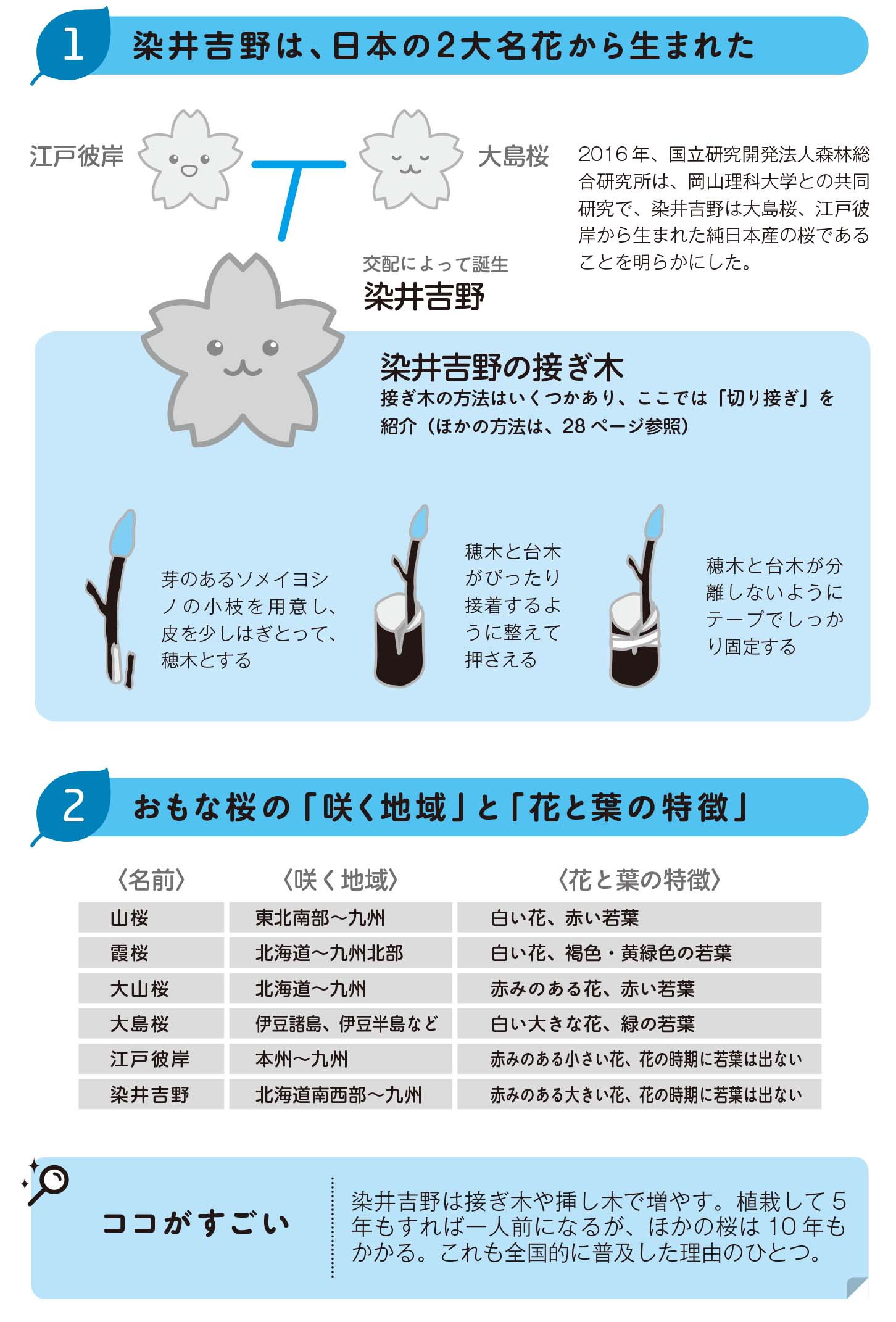染井吉野は、日本の2大名花から生まれた【図解 植物の話】
