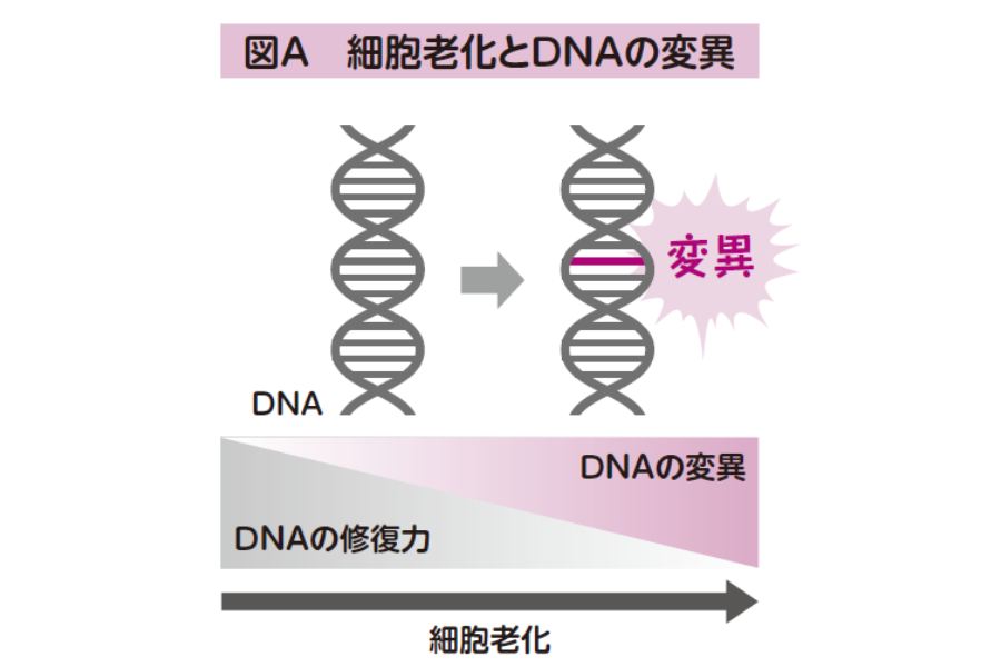 細胞老化とDNAの変異