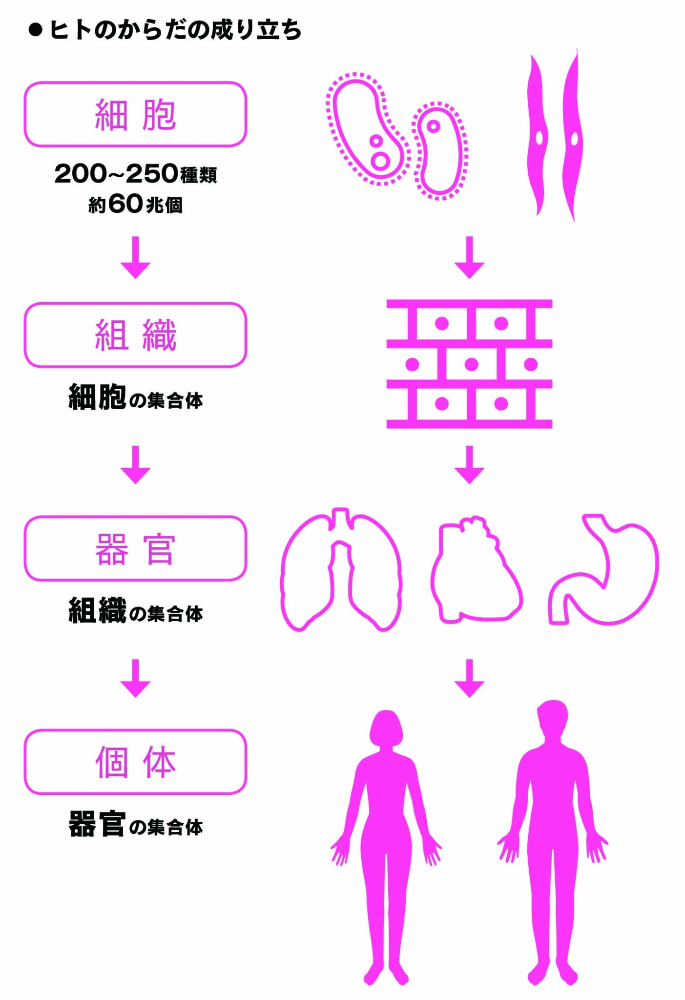 人間の体は何個の細胞でできてるの？【生物の話】 | ラブすぽ