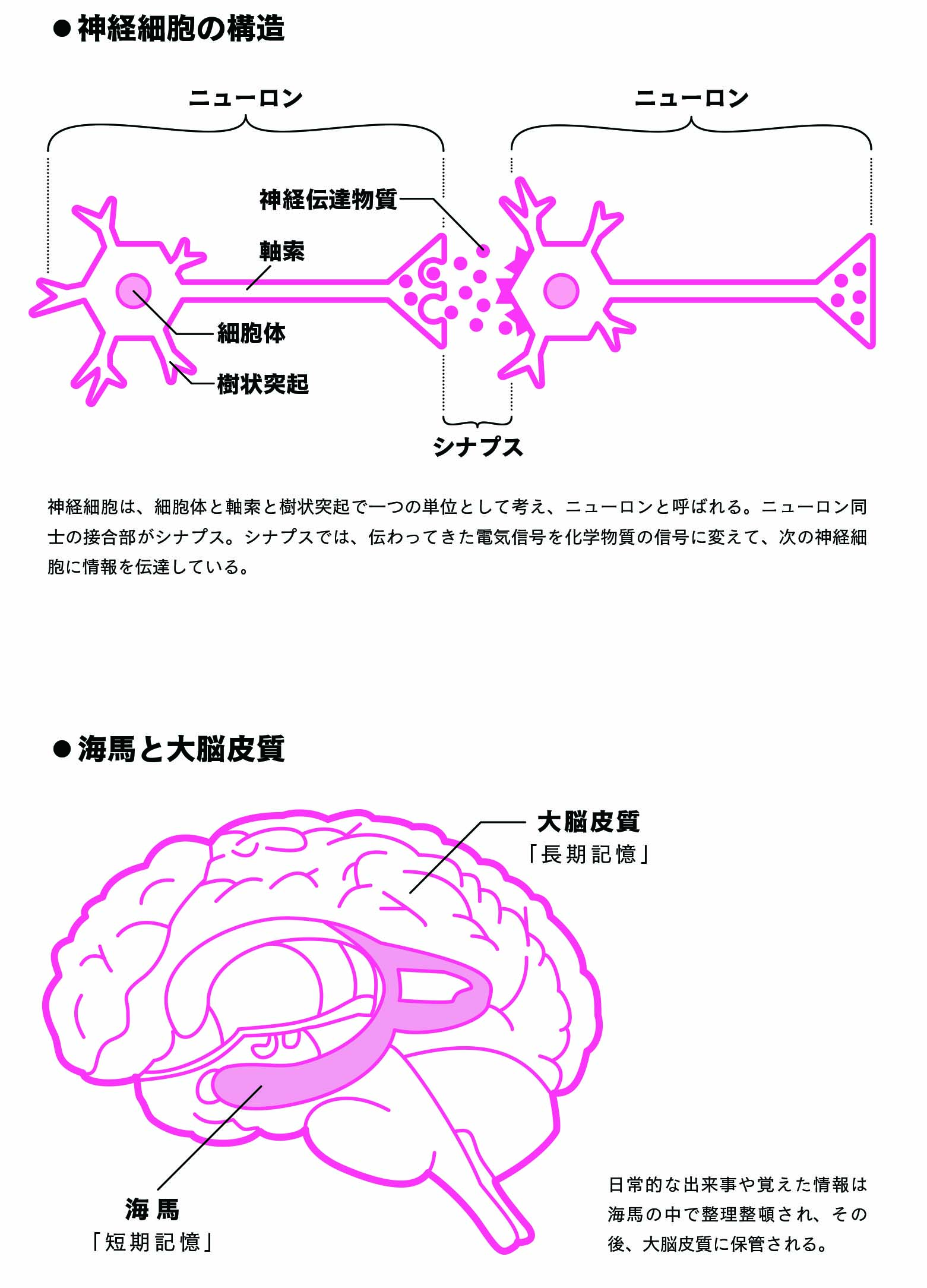 神経細胞の構造【生物の話】