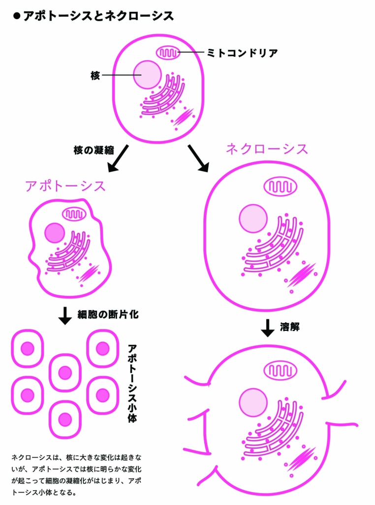 「おたまじゃくし」がしっぽを消失するようにあらかじめプログラムされていた細胞死とは？【生物の話】(ラブすぽ) goo ニュース