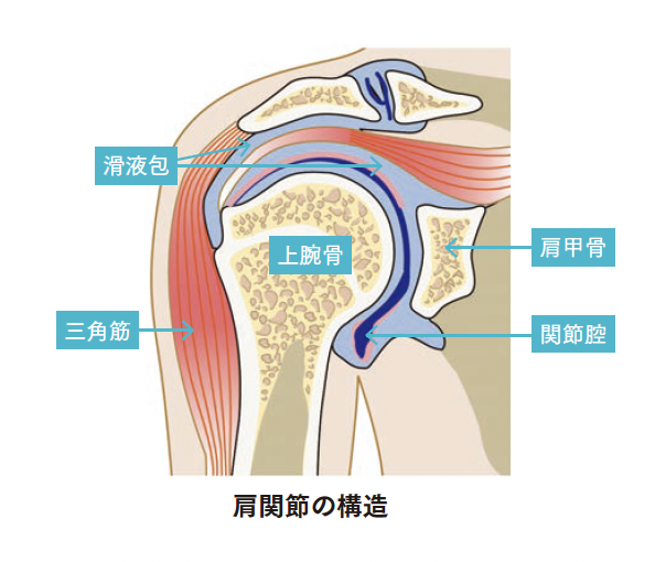 肩関節の構造【背骨コンディショニング】