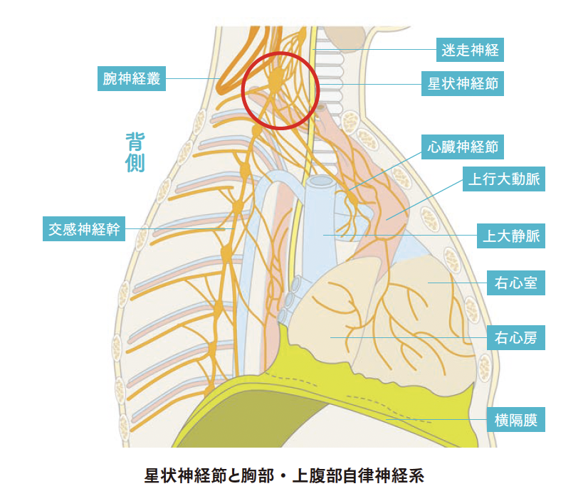 星状神経節と胸部・上腹部自律神経系【背骨コンディショニング】