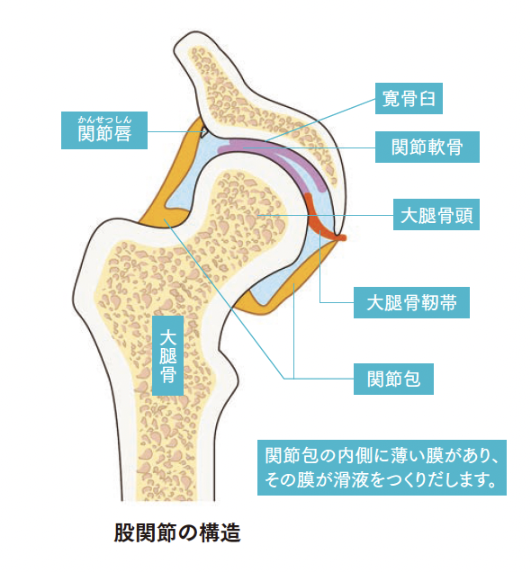 股関節の構造【背骨コンディショニング】