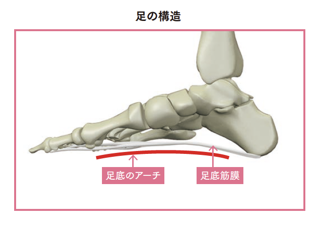 足の構造【背骨コンディショニング】