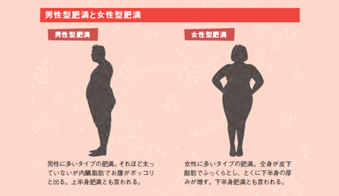 男性型肥満と女性型肥満『眠れなくなるほど面白い 体脂肪の話』
