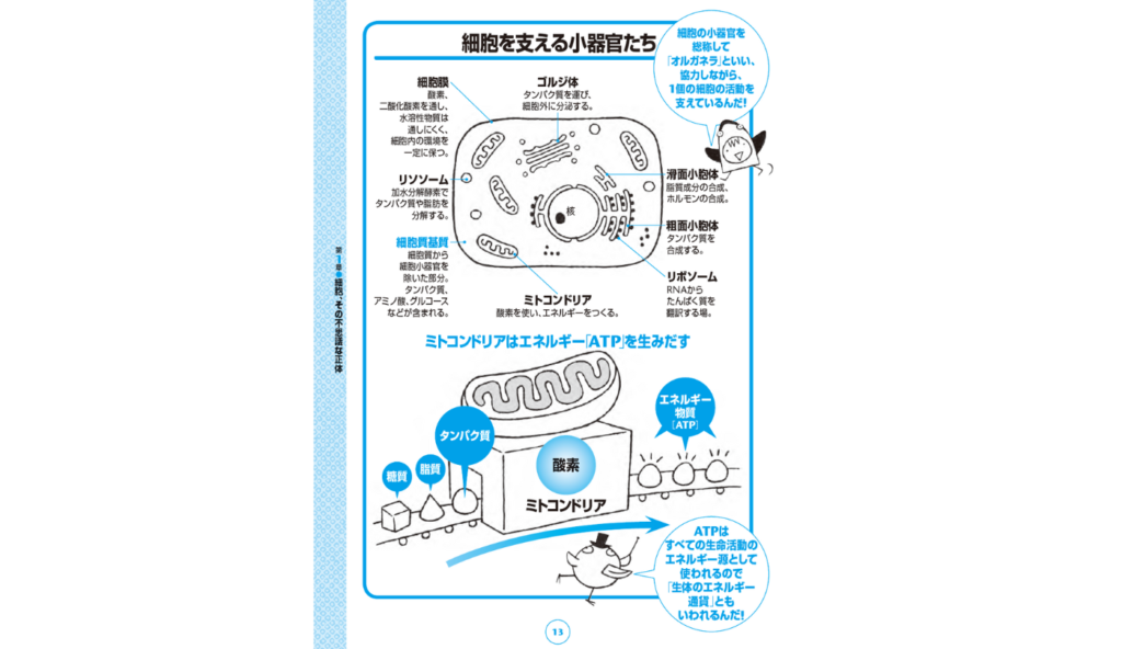 細胞を支える小器官たちの働きとは！？1個の細胞の活動を支える「オルガネラ」とは【図解 病理学の話】｜ニフティニュース