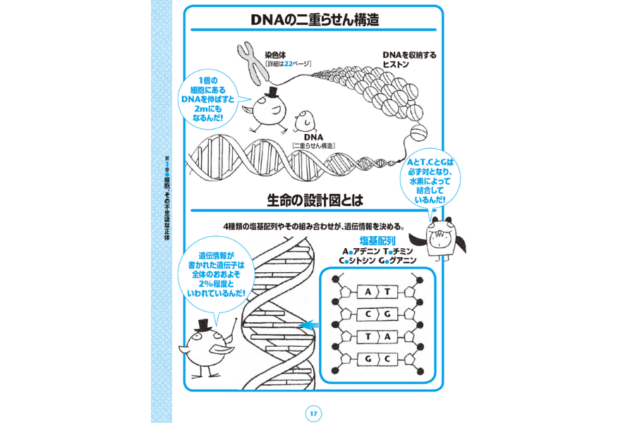 DNAの二重らせん構造『眠れなくなるほど面白い 図解 病理学の話』