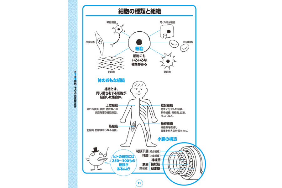 細胞の種類と組織『眠れなくなるほど面白い 図解 病理学の話』