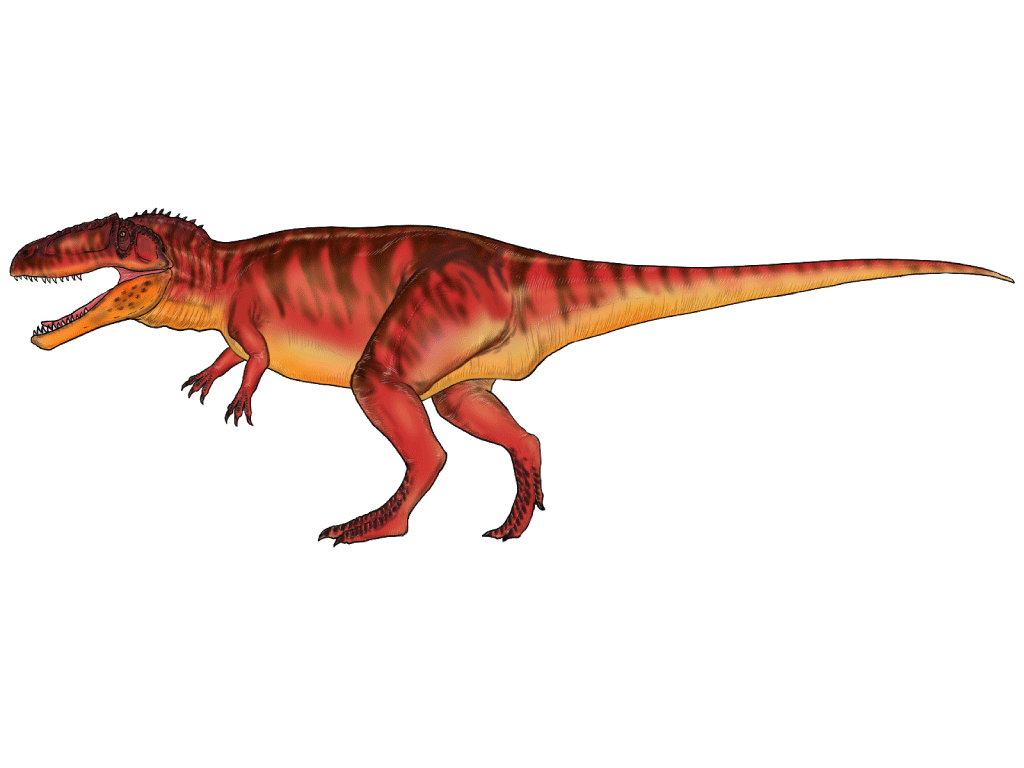 ティラノサウルスに負けない巨体をほこるギガノトサウルス『すけすけ恐竜骨ぬりえずかん』