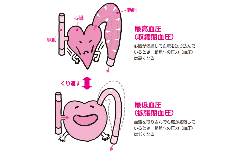 血圧は高くなったり、低くなったりする『眠れなくなるほど面白い 図解 解剖学の話』