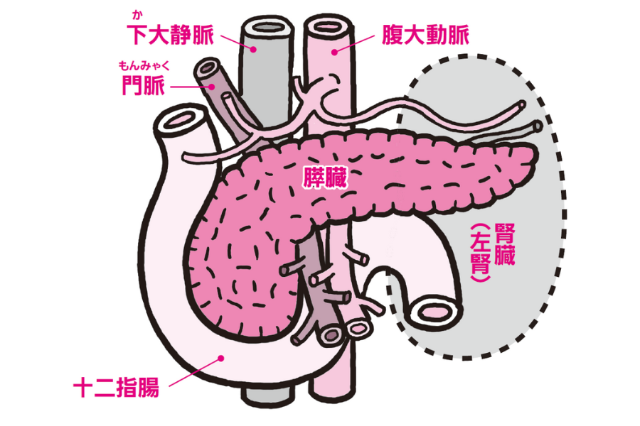 膵臓は体の深部に位置する『眠れなくなるほど面白い 図解 解剖学の話』