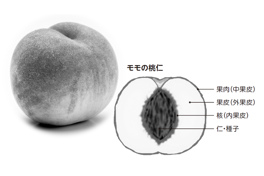 モモの桃仁『眠れなくなるほど面白い　図解プレミアム　化学の話』