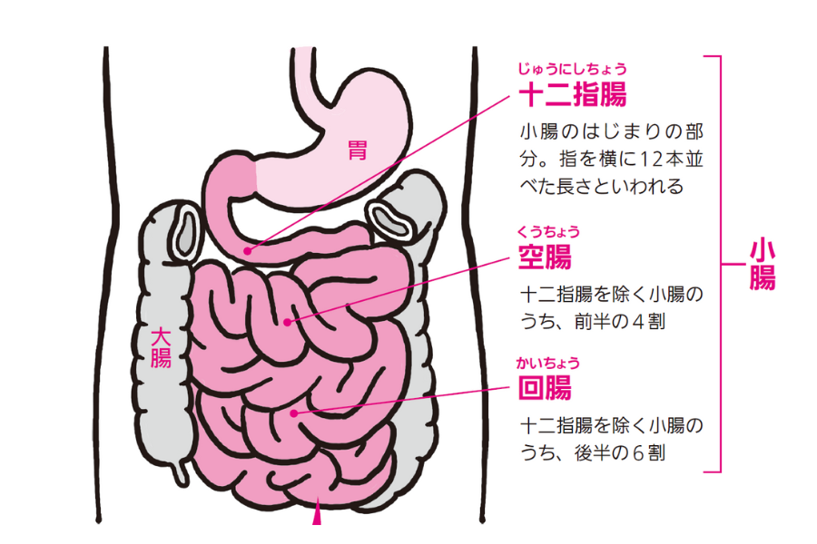 長い長い消化の管「小腸」『眠れなくなるほど面白い 図解 解剖学の話』