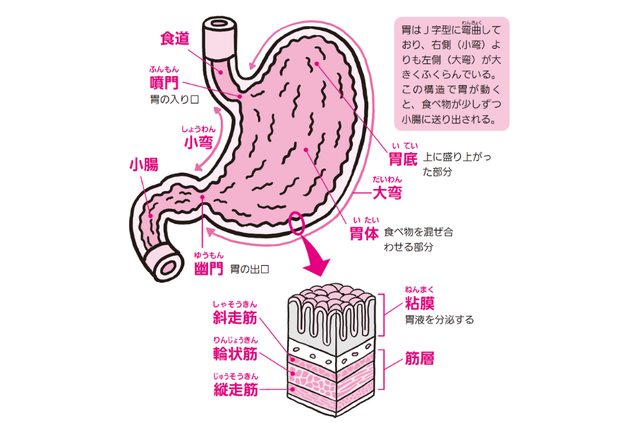 胃の構造と大きさ『眠れなくなるほど面白い 図解 解剖学の話』