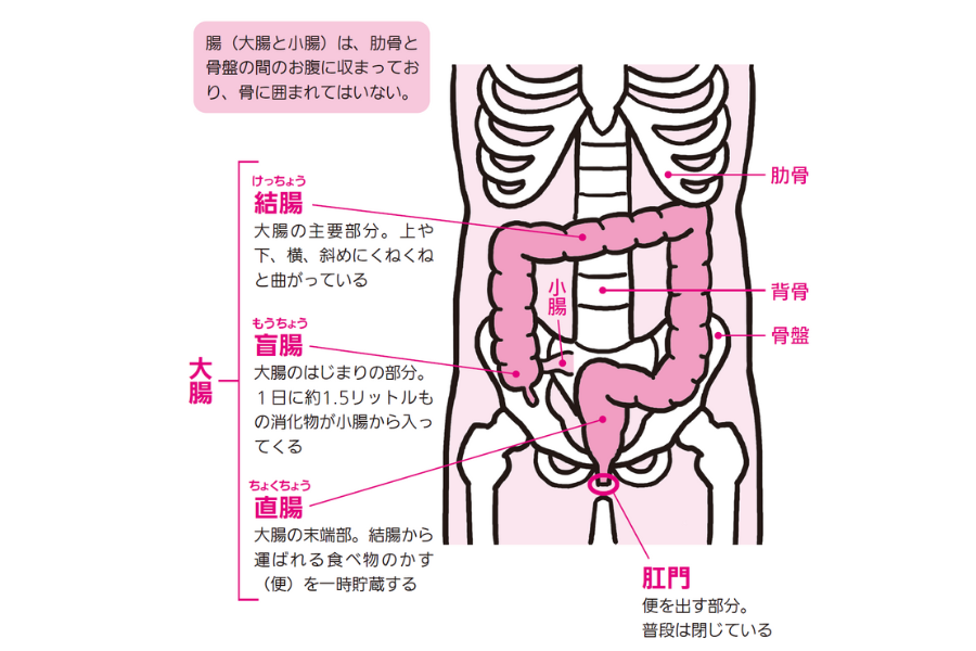 腸は骨に囲まれていない『眠れなくなるほど面白い 図解 解剖学の話』