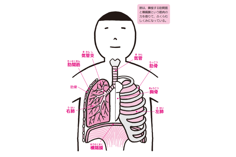 呼吸と関係が深い器官や筋肉『眠れなくなるほど面白い 図解 解剖学の話』
