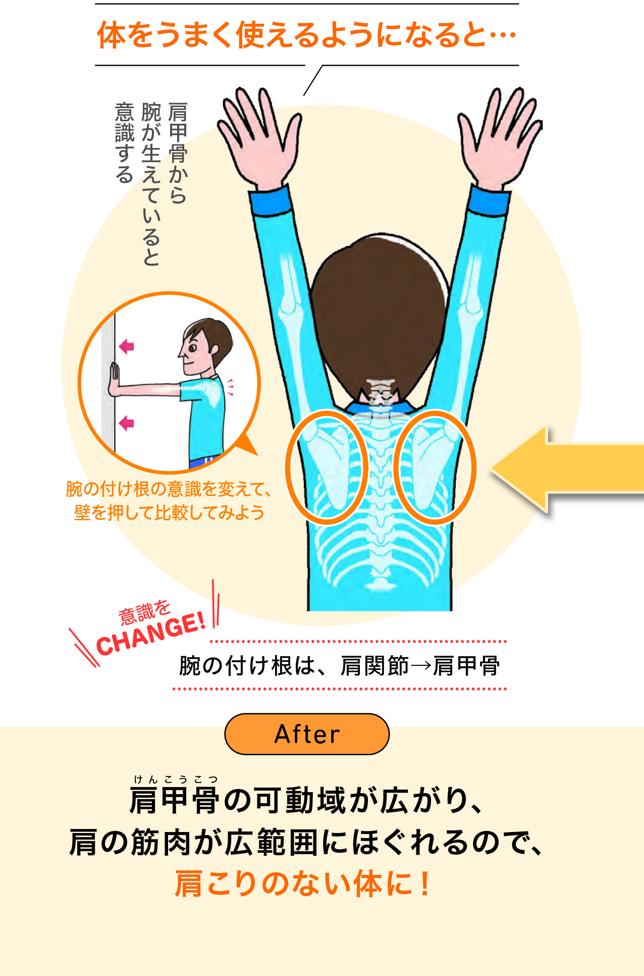 慢性的な肩こりは、肩甲骨の可動域が原因【疲れない！痛めない！体の使い方ビフォー・アフター手帖】