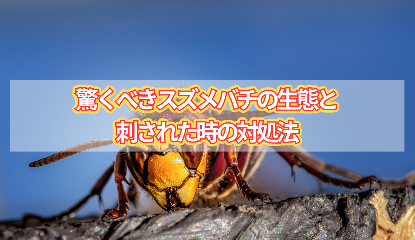 驚くべきスズメバチの生態と刺された時の対処法 タイトル画像。文字の背景にはスズメバチの写真。