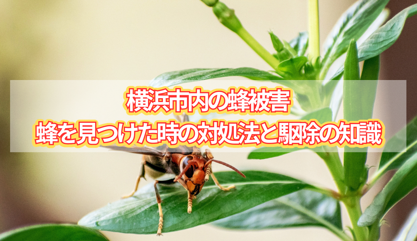 横浜市内の蜂被害：蜂を見つけた時の対処法と駆除の知識　タイトル画像