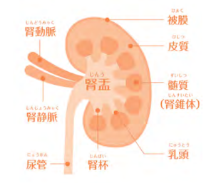 腎臓のしくみと腎臓病【眠れなくなるほど面白い 図解 炭水化物の話】