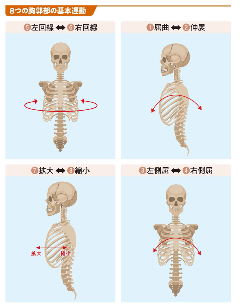 8つの胸郭部の基本運動【スポーツ障害予防の教科書】