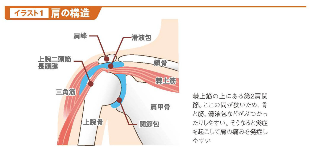 肩の構造【スポーツ障害予防の教科書】