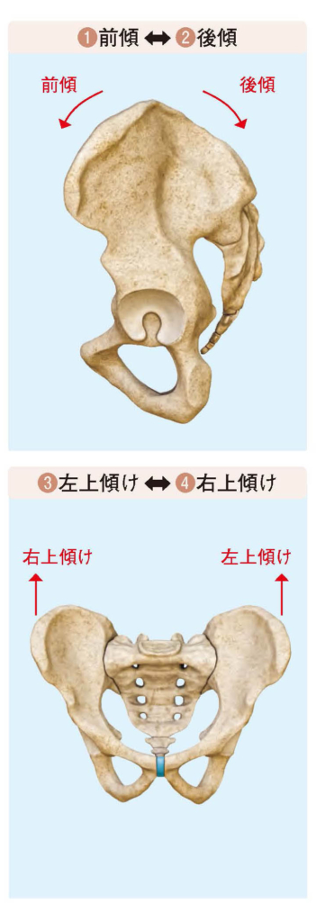 5つの骨盤部の基本運動【スポーツ障害予防の教科書】