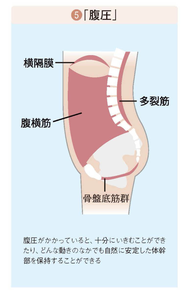 5つの骨盤部の基本運動【スポーツ障害予防の教科書】