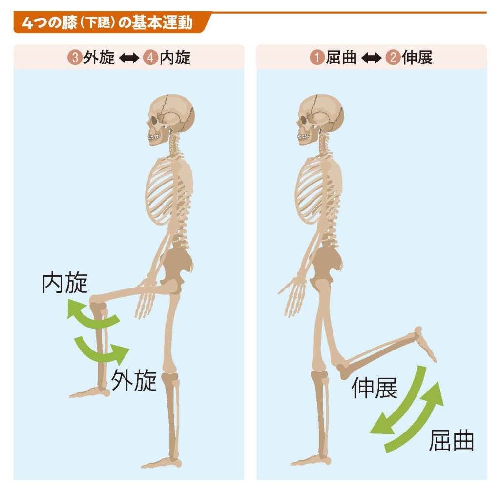 4つの膝（下腿）の基本運動【スポーツ障害予防の教科書】