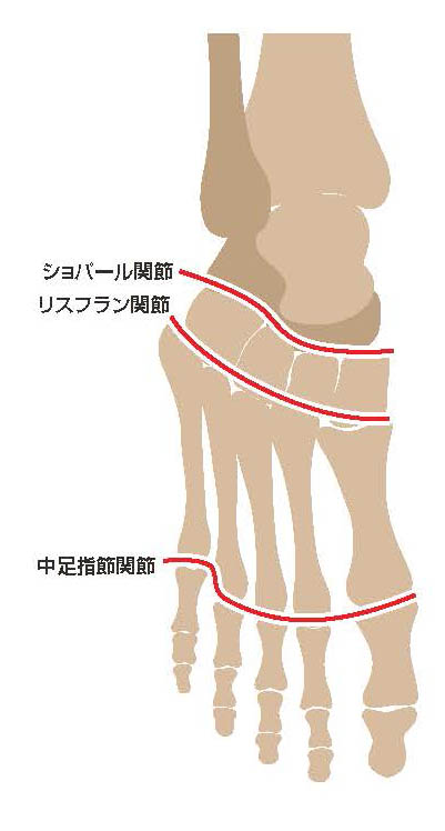 ショバール関節とリスフラン関節、中足指節関節【スポーツ障害予防の教科書】