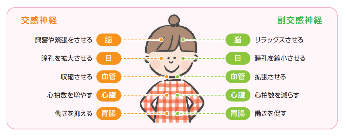 【知識・学習】大切なのは交感神経・副交感神経のバランス【発達が気になる子の感覚統合遊び】