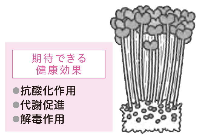 カイワレ：さまざまな栄養素が豊富【1週間で勝手に最強の免疫力がつくすごい方法】