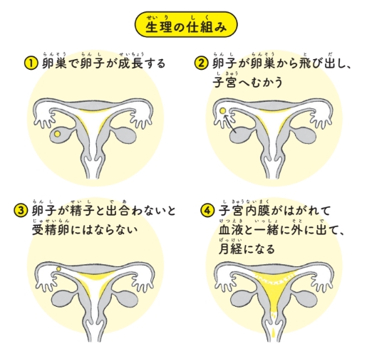 生理の仕組み