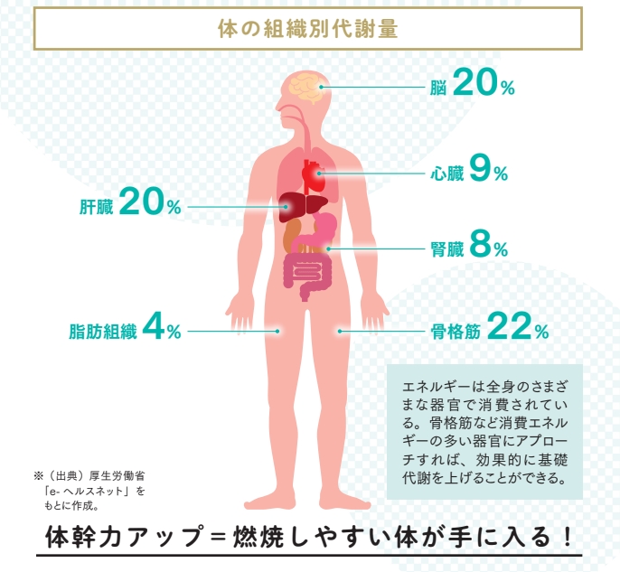 体の組織別代謝量【プロトレーナーが本気で教える 完全体幹教本】