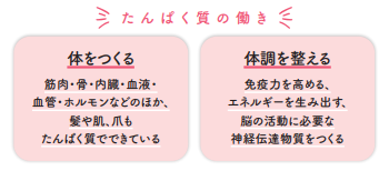 たんぱく質の働き【1週間で勝手に-10歳若返る体になるすごい方法】