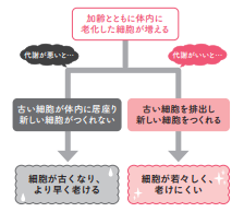 ＜加齢とともに体内に老化した細胞が増える＞【1週間で勝手に-10歳若返る体になるすごい方法】